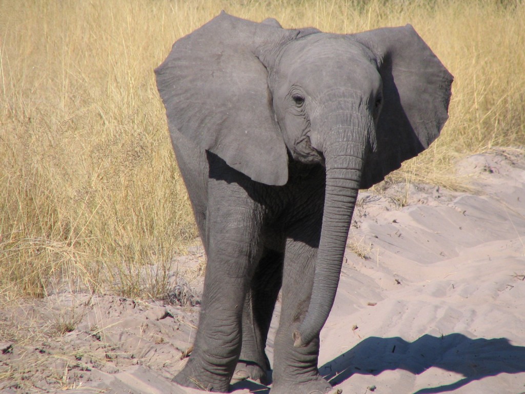 Baby elephant, Botswana (T. Matson)