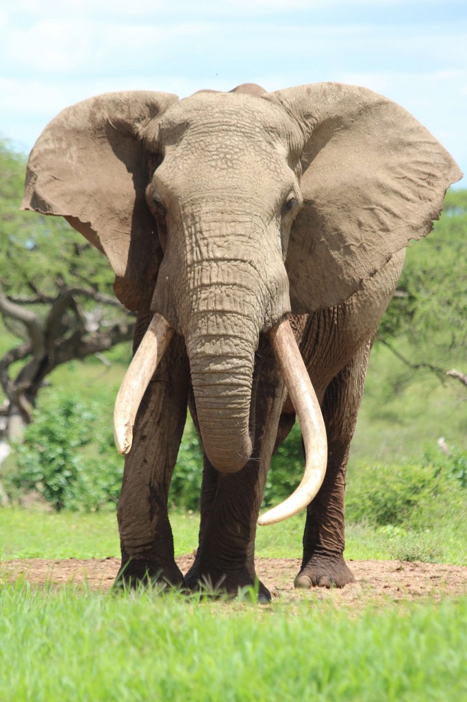 Bulls like this will become a thing of the past if the demand for ivory doesn't end