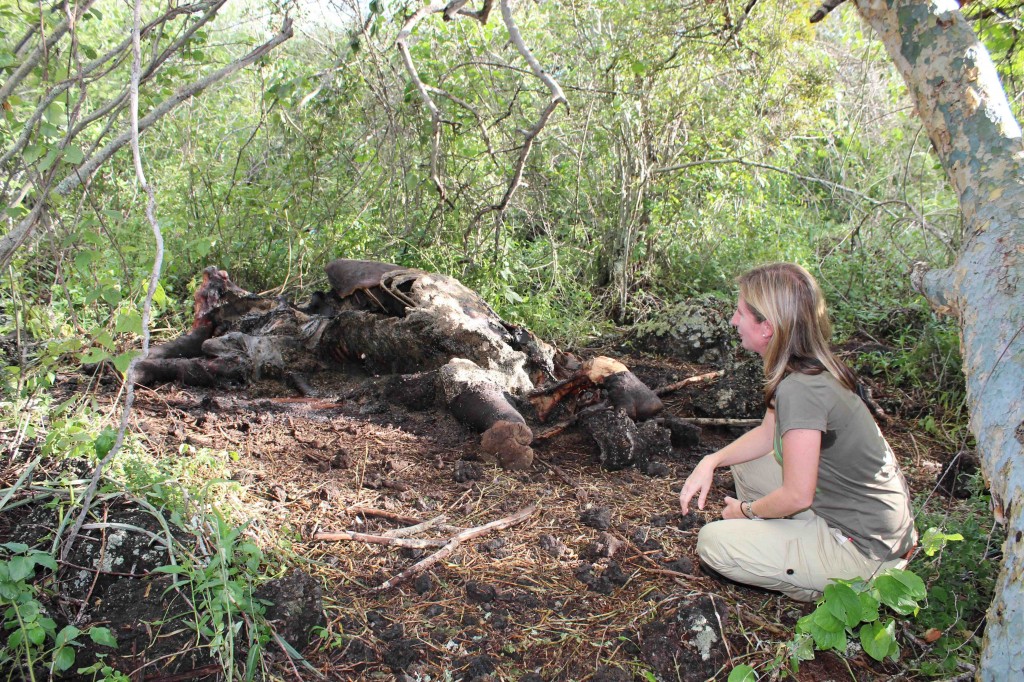 I take in the remains of a snared rhino in the Chyulu Hills - heart break