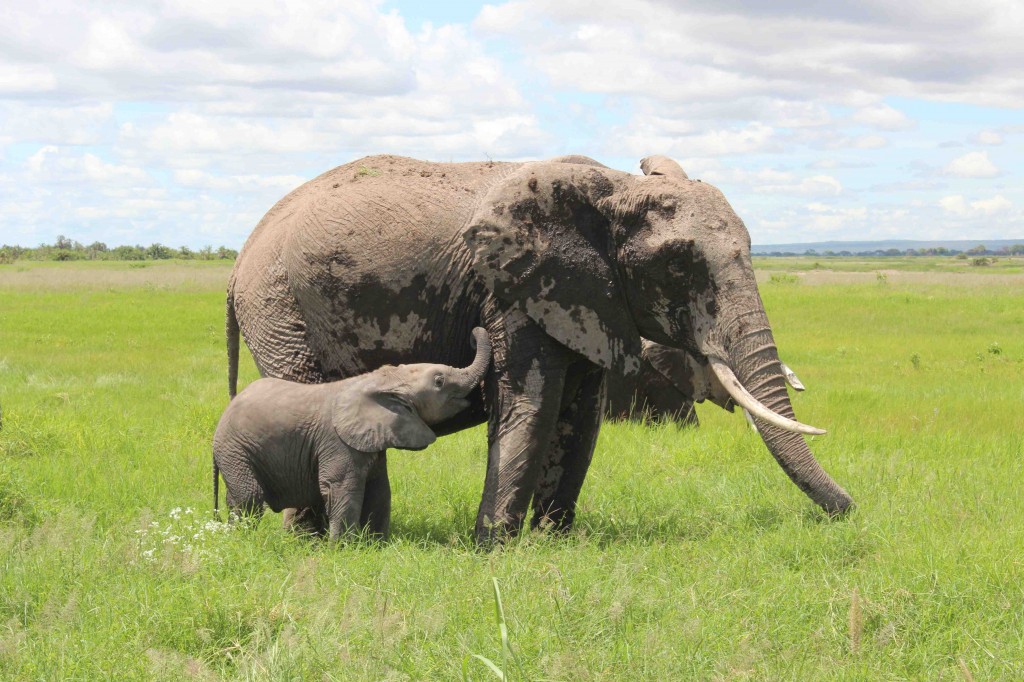 Elephants in Kenya (T. Matson)