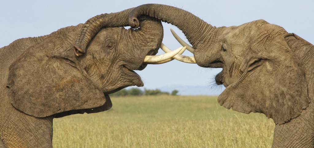 Elephants, Maasai Mara
