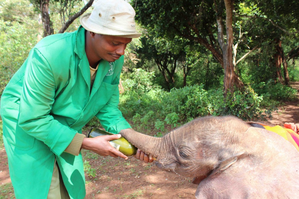 David Sheldrick Wildlife Trust - it's a very special experience to visit this place 