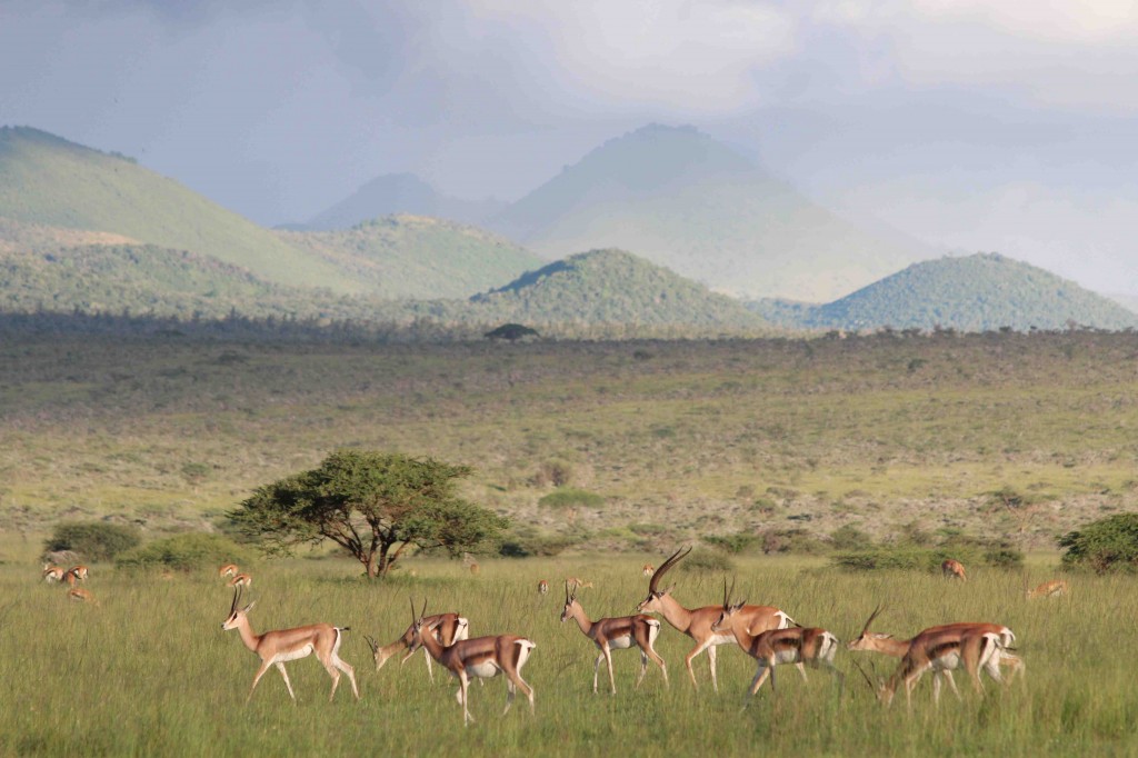 Gazelles, Ol Donyo, Kenya