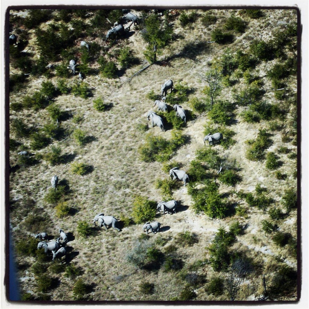 elephants from air lowres