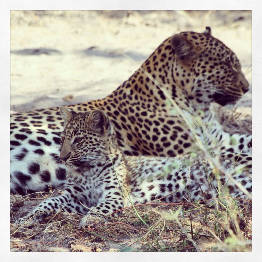 leopard and baby lowres