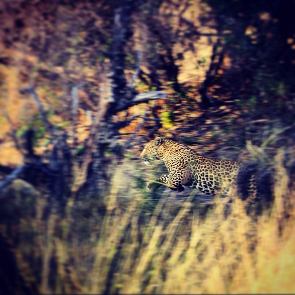 leopard flash lowres