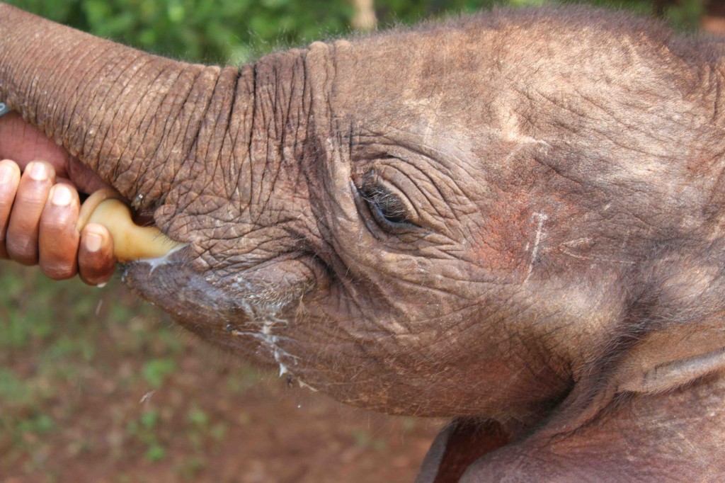 Baby elephant being fed by a keeper at the David Sheldrick Wildlife Trust, Nairobi (credit: Tammie Matson)