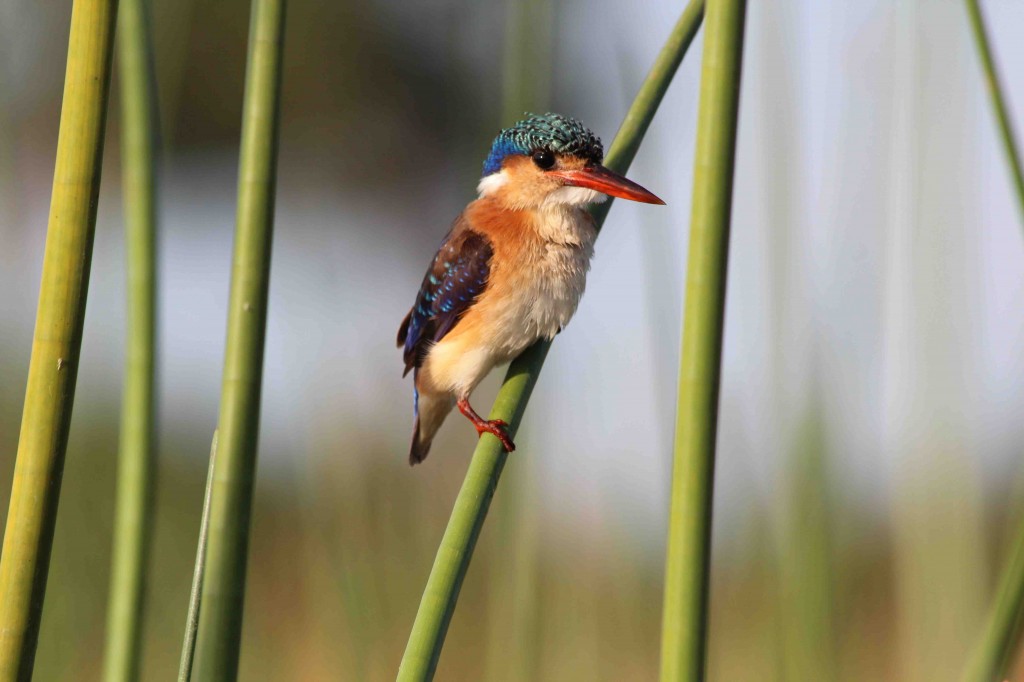 Some of the most striking species in the Okavango are the birds, like this incredible kingfisher, spotted on a mokoro at Xigera Camp