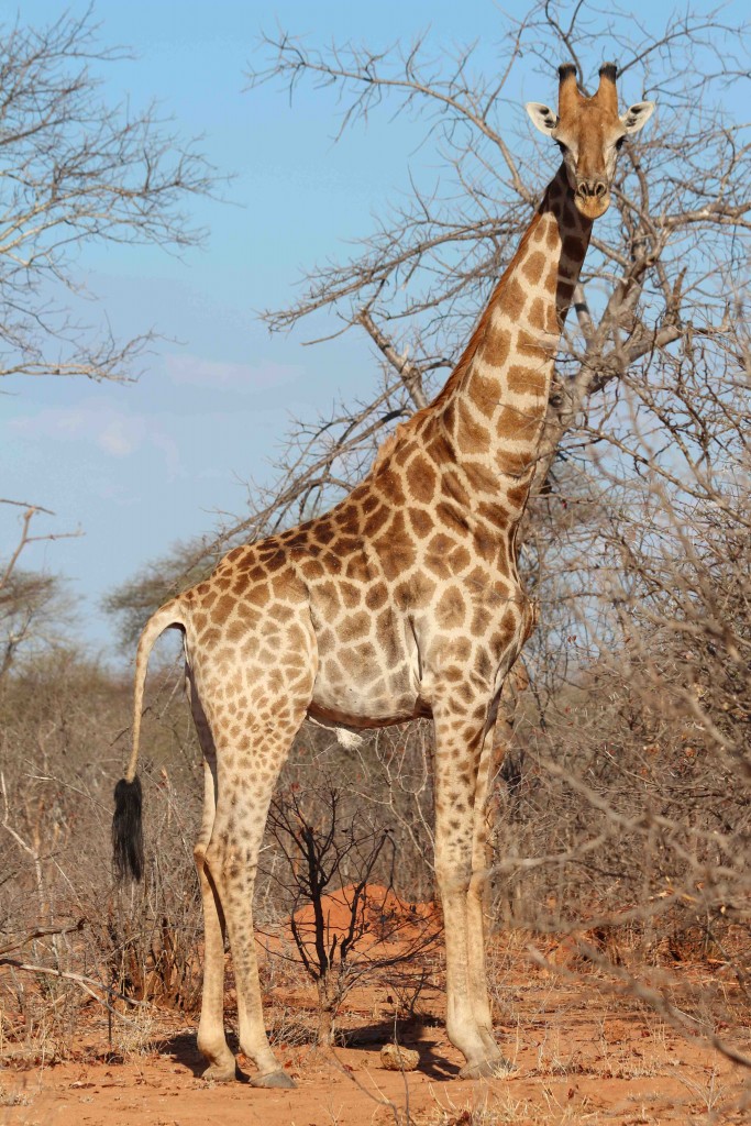 Giraffe in Zimbabwe (credit Tammie Matson)