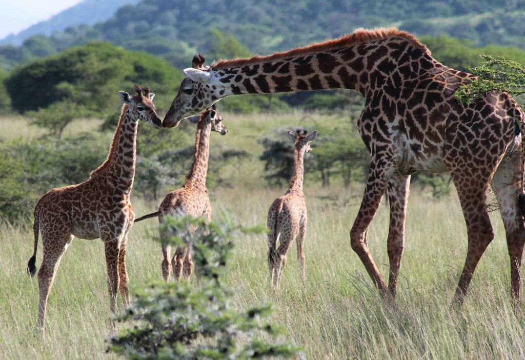 Giraffes in Kenya (credit Tammie Matson)