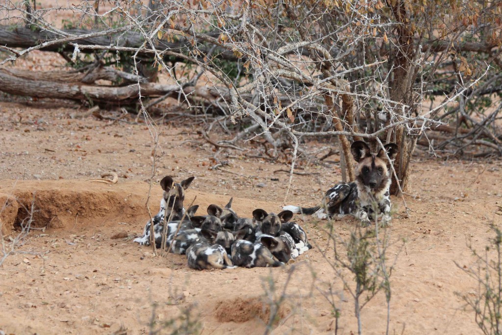 Wild dog family, SVC, Zimbabwe (copyright Tammie Matson)