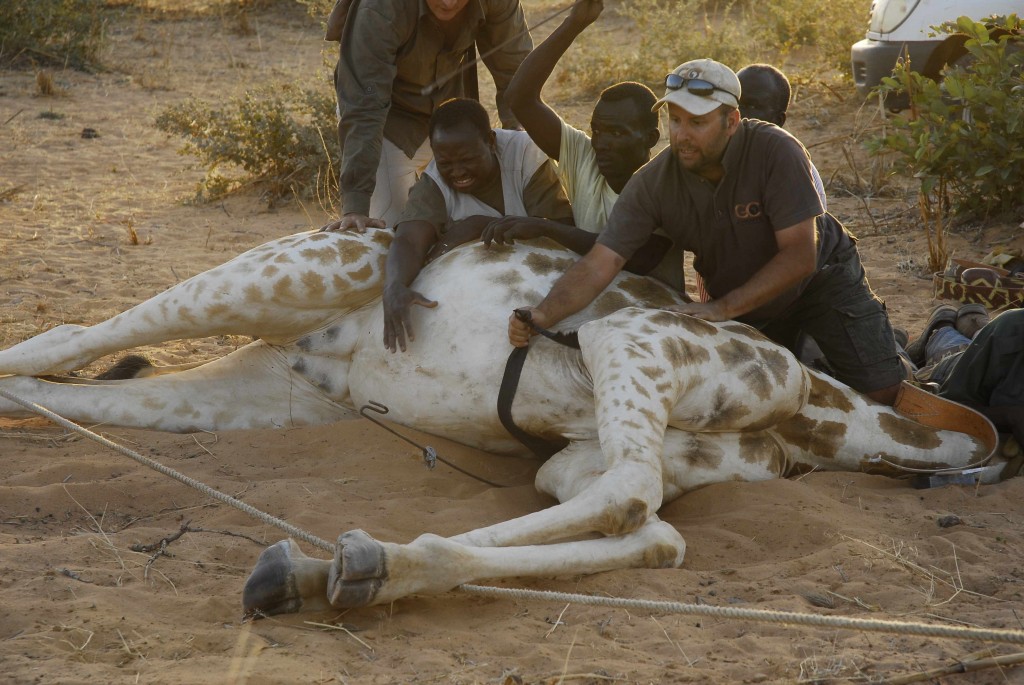 Julian and team collaring giraffes in West Africa (credit: Julian Fennessy)
