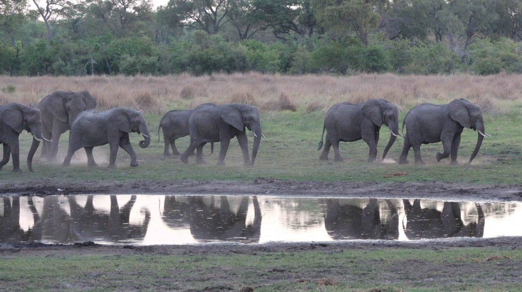 Happy elephants in the Okavango, Botswana, taken on my last group safari there in November 2014