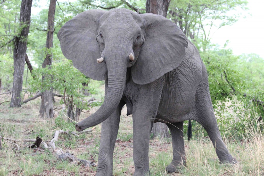 Female elephant Botswana (photo: Tammie Matson)