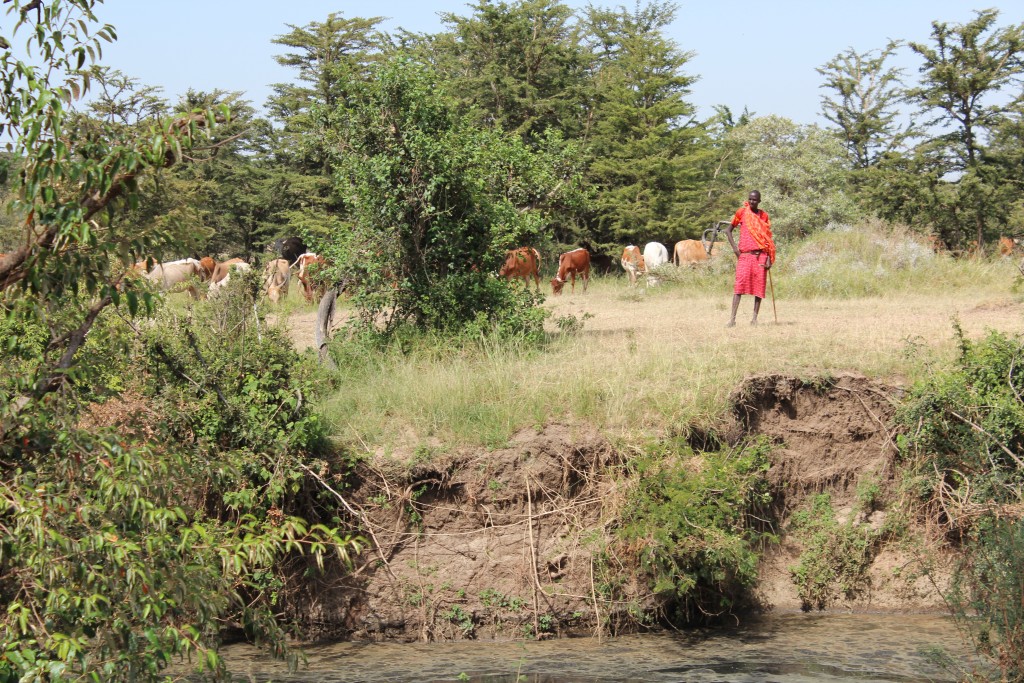 Local Maasai farmers in the Naibosho Conservancy
