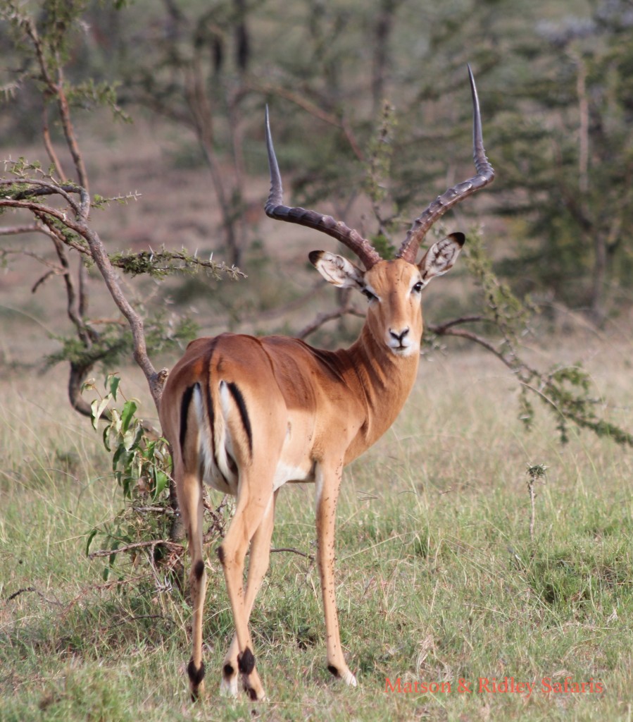 Beautiful impala ram (the male impala horns are significantly bigger than in southern Africa)
