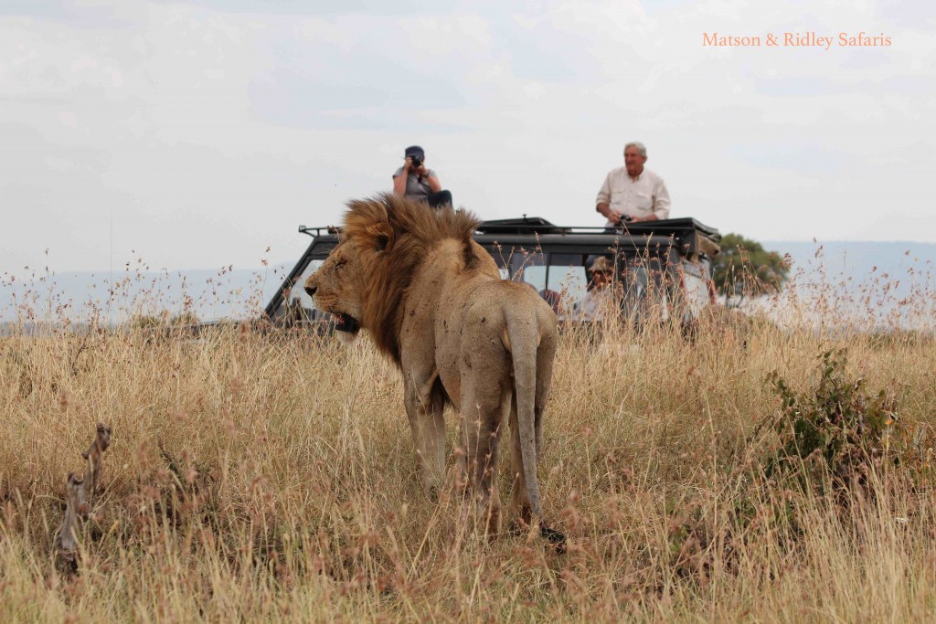 Our group watches a\n exhausted male lion (in between a week of mating every twenty minutes)