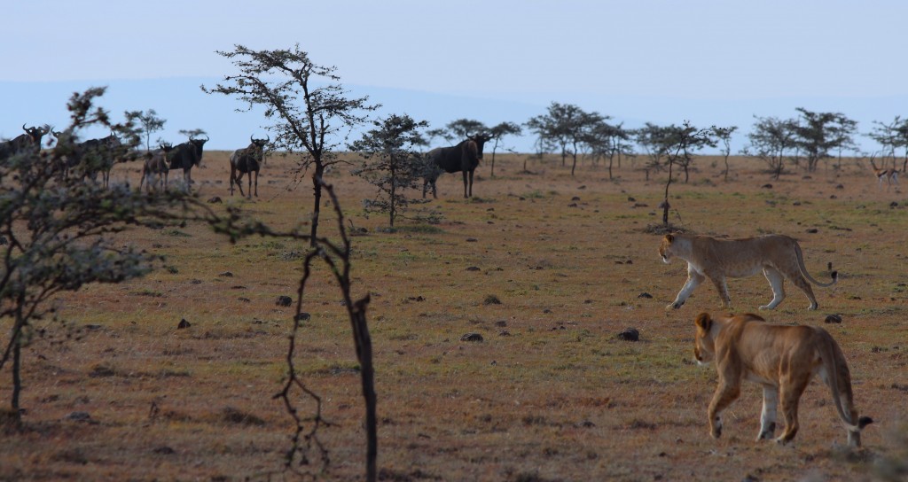 Lions thinking about chasing some wildebeest - a virtual buffet at this time of year