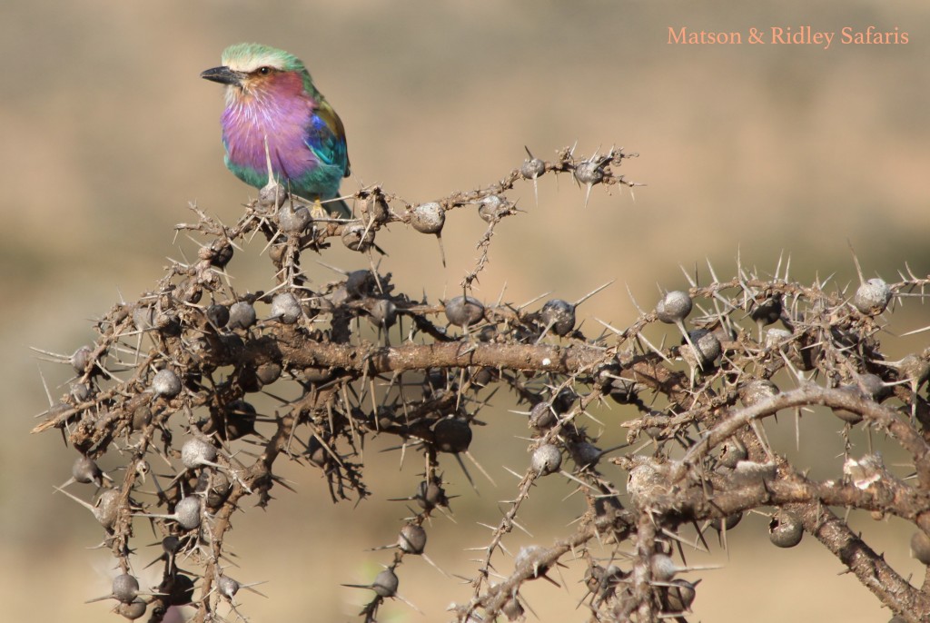 A magnificent roller on whistling thorn Acacia bush