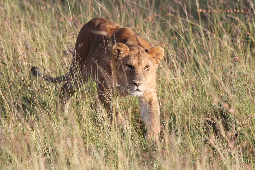 Young lioness stalking - not a wildebeest but her brother! 
