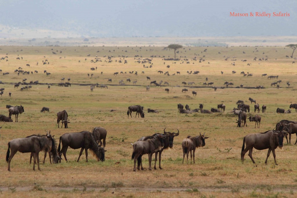 Wildebeest on the Maasai Mara (credit T. Matson)