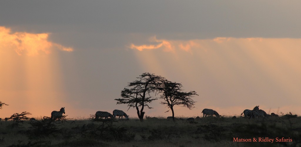 Zebras at sunset.  I took this photo while watching a pride of lions right next to the car, which shows you that we saw a lot of lions in that I was starting to watch zebras instead!
