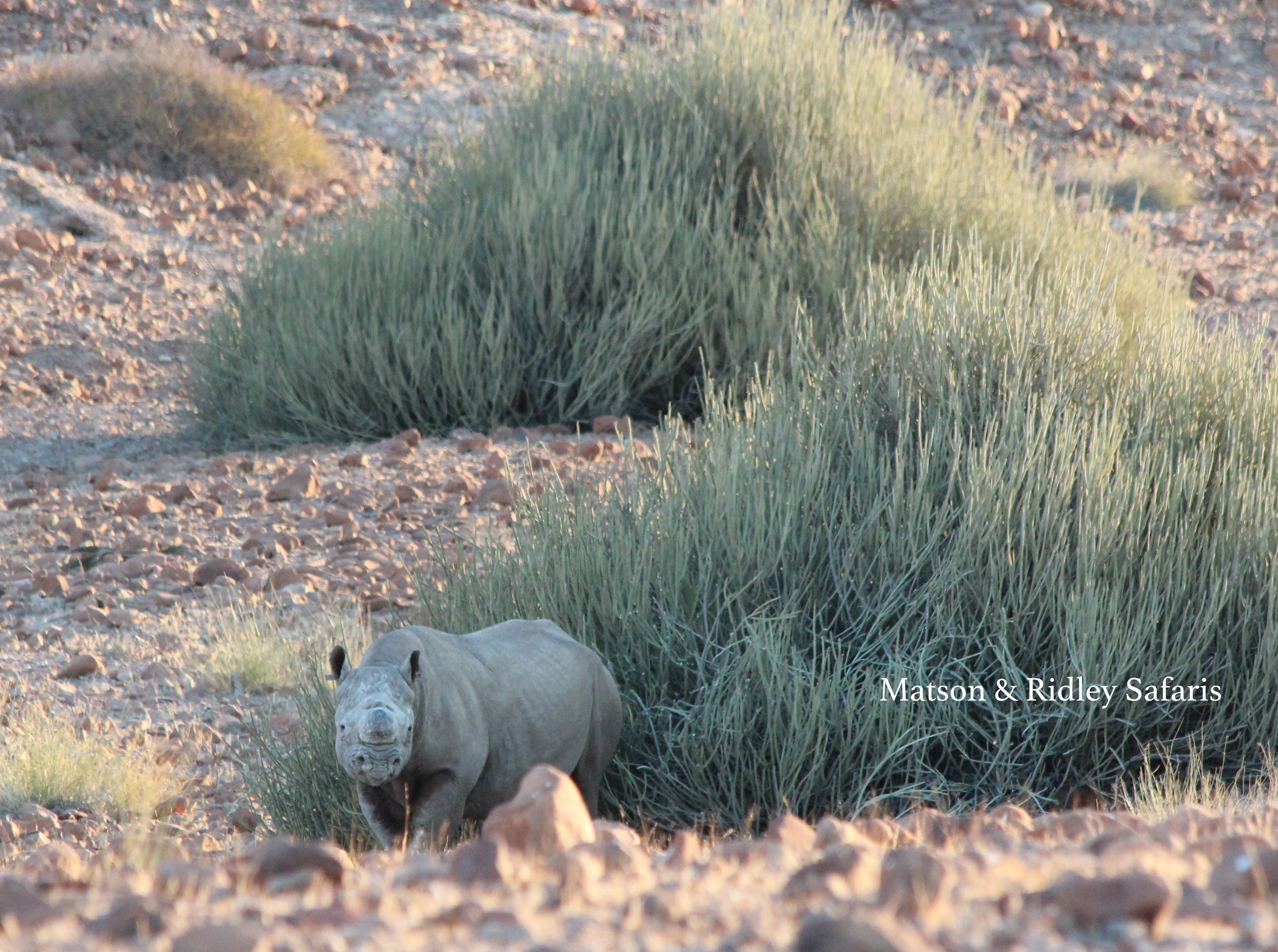 Increasingly rare black-rhino next to a Euphorbia bush
